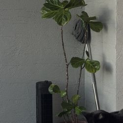 Approx 5 Ft Fiddle Leaf Fig Tree 
