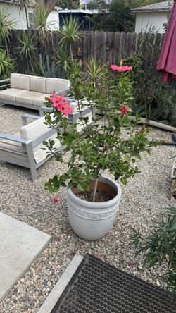 Pink Hibiscus Tree