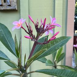 Pink Plumerias