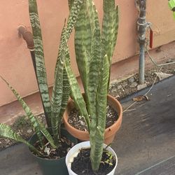 Snake Plants
