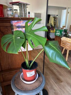 Monstera Plant