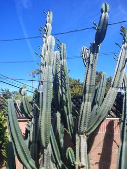 Cactus For Free
