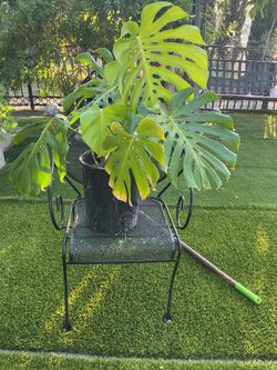 Monstera