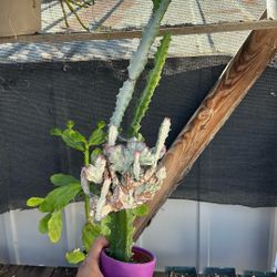 Variegated Crested Euphorbia Succulent