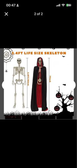 Skeleton in box