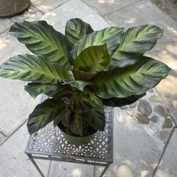 6” calathea misto 