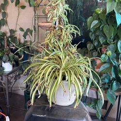 SPIDER PLANT