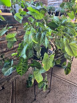 Huge Syngonium Holly