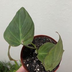 Philodendron Mican plant 🌱.rooted , 4 inches, $10 each