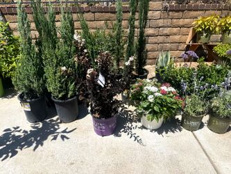 Flowers 50% off (contact info removed)