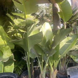 Bird Of Paradise $$$58 Each