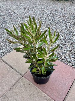 Mother of Thousands plant