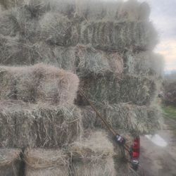 Local Hay