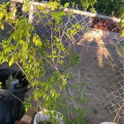 Esperazas  $15.00Cada Una 