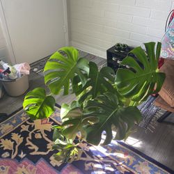 Large Monsterra Plant