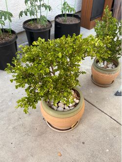 Tree Plant