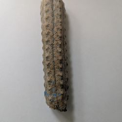 Euphorbia abdelkuri – Rare Succulent Cactus (4” Specimen)