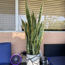 Smoke Plant Tall 33 In 