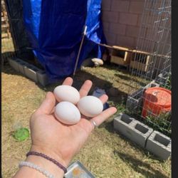 Fresh Eggs & Chicks 