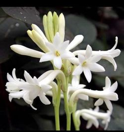 White tuberose  single petals bulbs , (Various sizes)