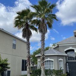 Tree & Stump And Palm Services
