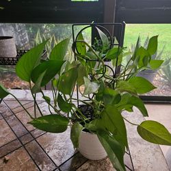 Pothos Plant in White Pot with Trellis