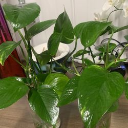 Pothos Plant 