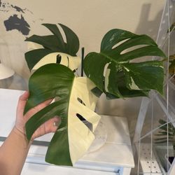 monstera Albo Variegated Plant