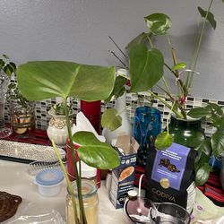 Monstera Deliciosa Plants, 6 Inches Pot With Ceramic Planter