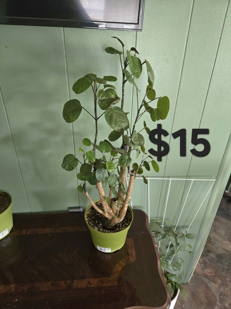 Aralia Fabián Bonsai