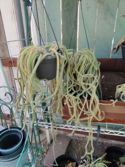 Misfit Plants monkey tail cactus $10 each