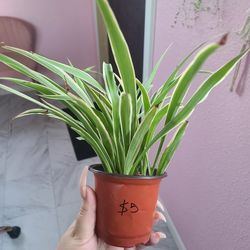 Spider Plant 🪴