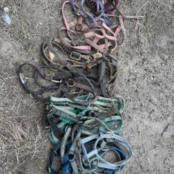 Halters
