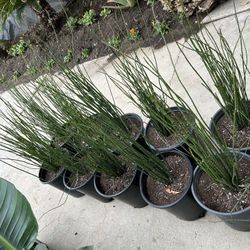 Horsetail.  13$ 