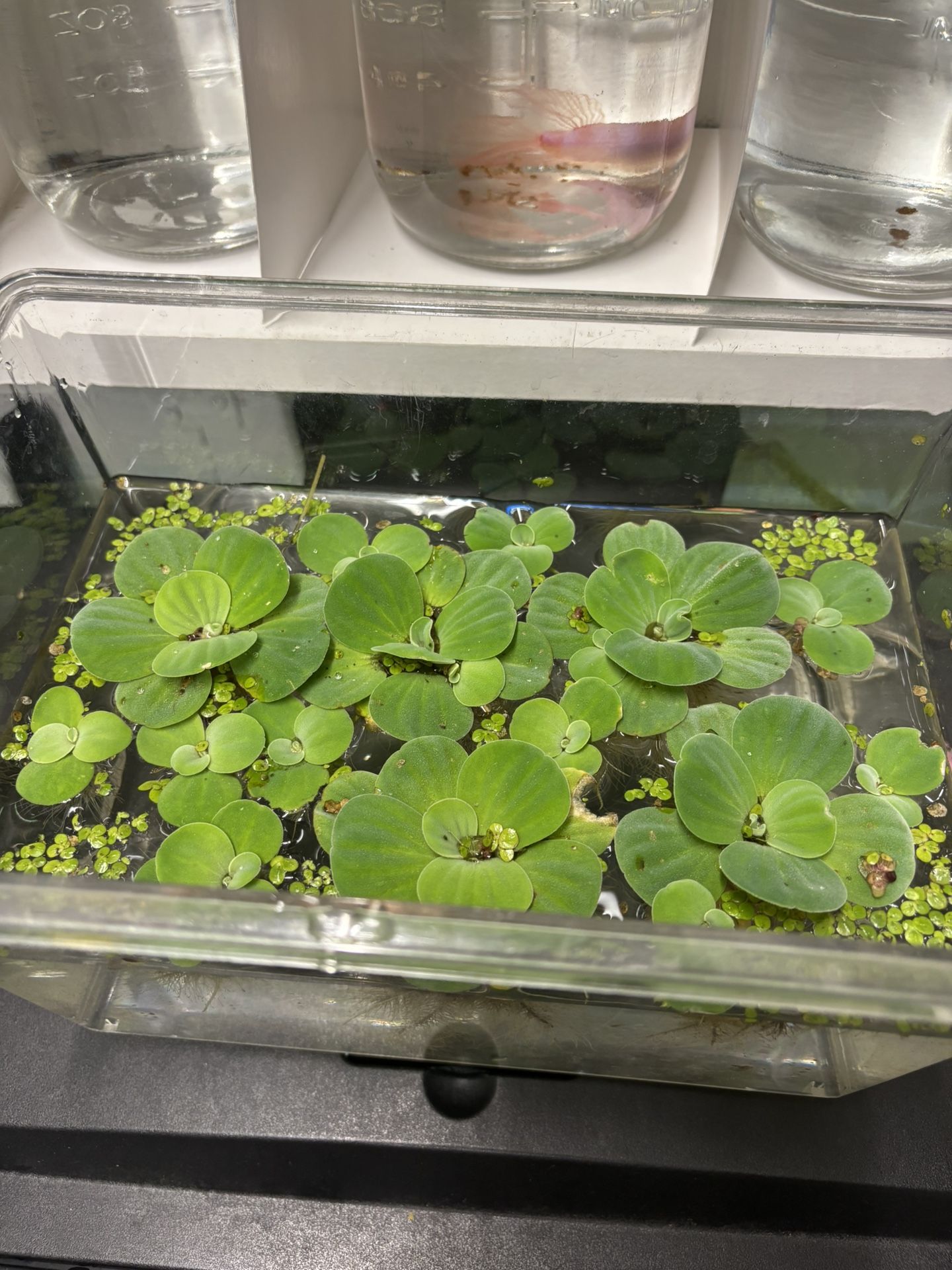 Aquatic Plants