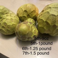 Cherimoya Tree