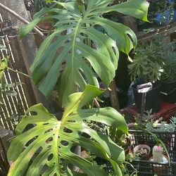 Monstera Deliciosa 