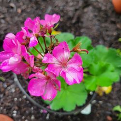 Geranium Plant 