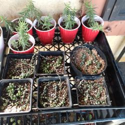 String Of Pearls N More 