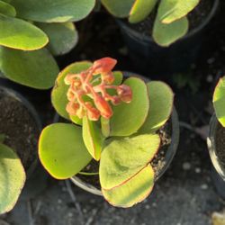Cotyledon orbiculata