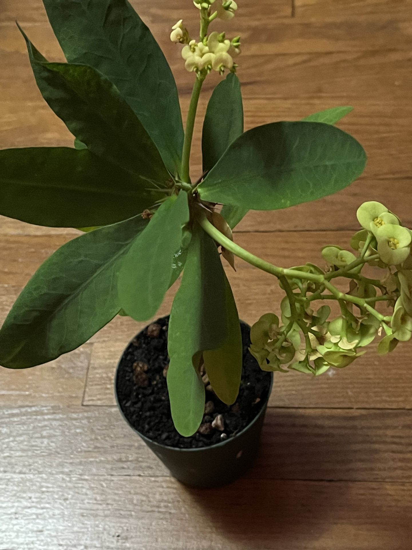 Mili Hybrid Crown Of Thorns Plant