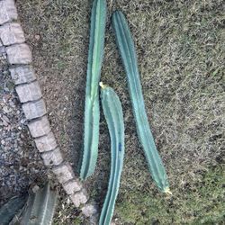 Peruvian Apple Cactus Cutting
