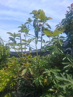 (Reed )Avocado tree.