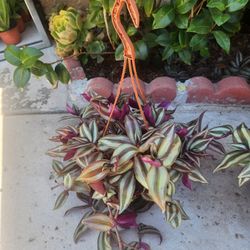 wandering jew plant  / tradescantia zebrina 