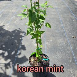 Korean mint plant 🪴  