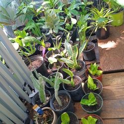 variedad de plantas pekenas 