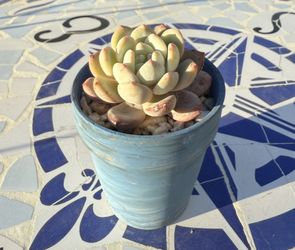 Succulent Plant 3.5” Pot 