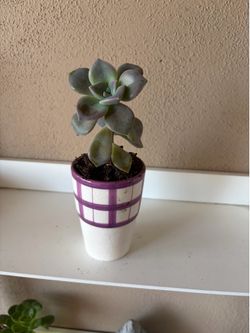 Plant