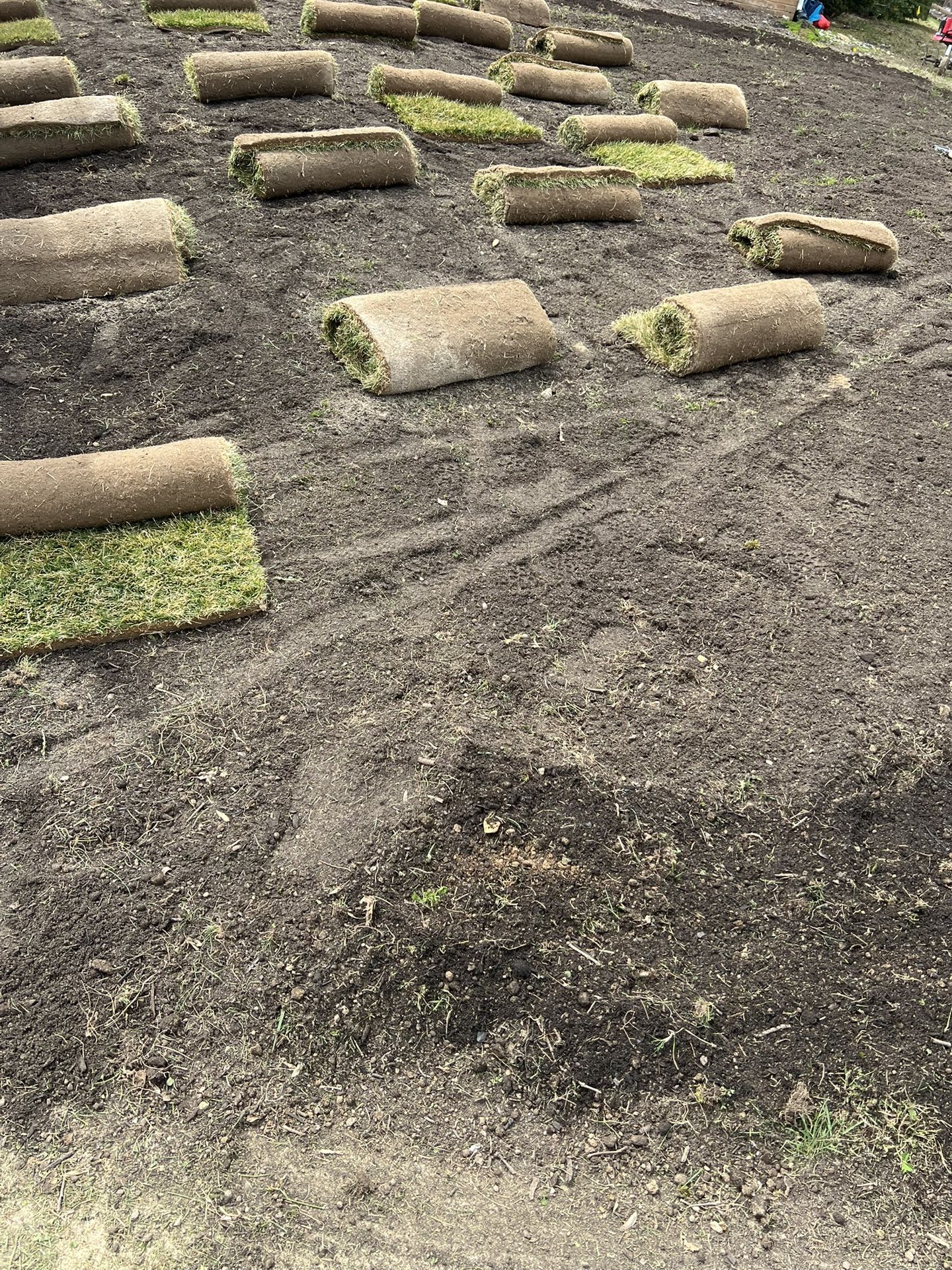 fresh sod