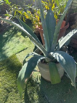 BIG AGAVE AMERICANA
